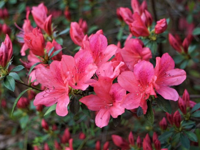 Is azalea good for decorating