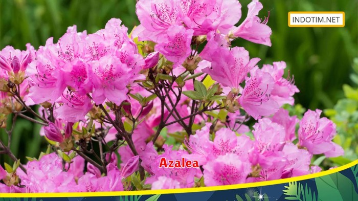 Is azalea good for decorating